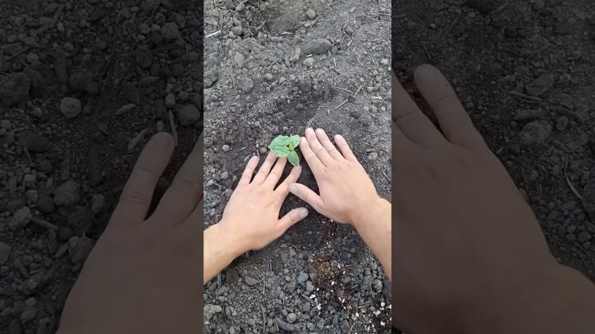 Transplanting Cucumbers And How To Give Them A Boost #cucumber #gardeningtips #gardentips Transplanting Cucumbers And How To Give Them A Boost #cucumber #gardeningtips #gardentips