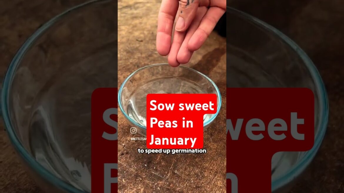 Sow Sweet Peas in January! 🫛💐#garden #gardening #growyourownfood #peas Sow Sweet Peas in January! 🫛💐#garden #gardening #growyourownfood #peas