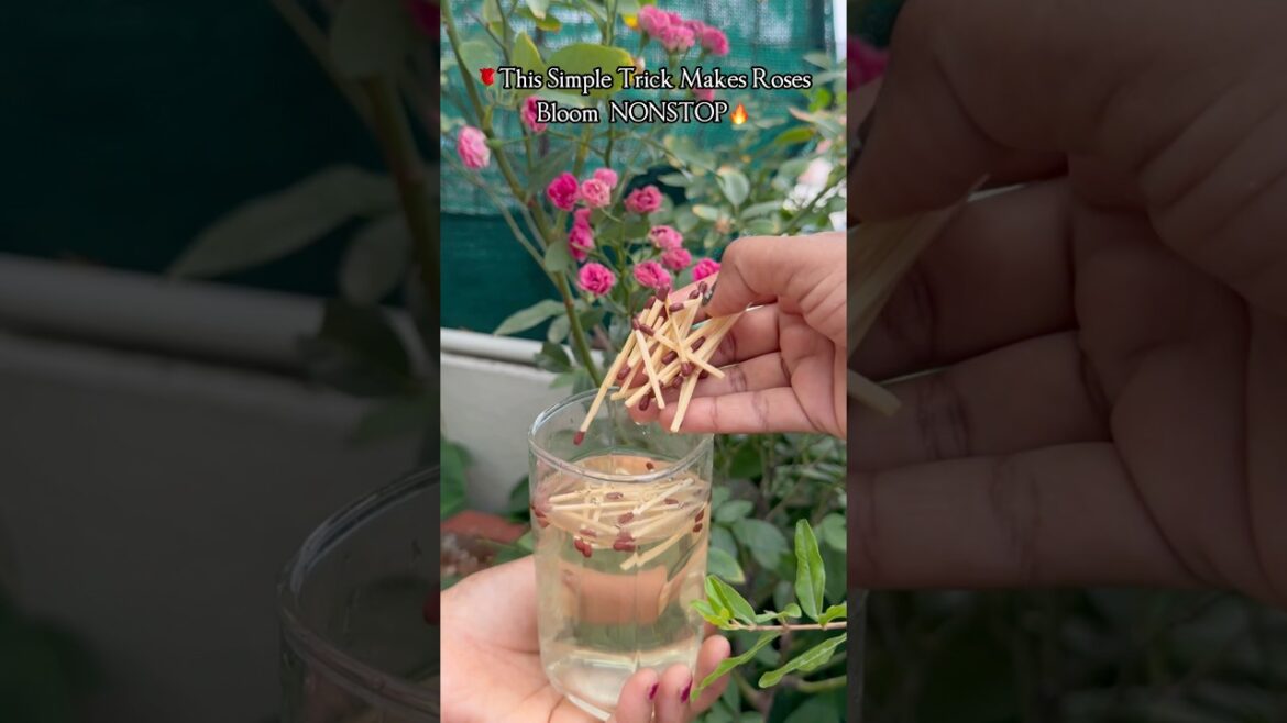 🌹Rose Plant Blooms NONSTOP with This ₹2 Secret Trick!😱🔥