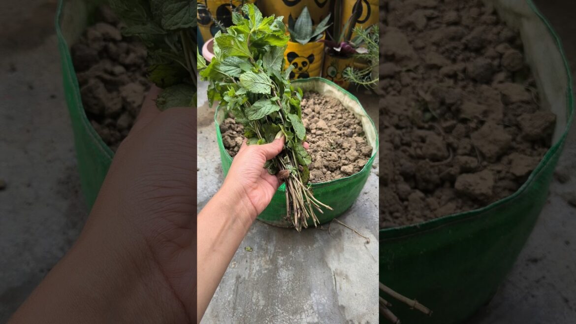 How to grow Mint at homeЁЯМ▒#Gardening #shorts #mints How to grow Mint at homeЁЯМ▒#Gardening #shorts #mints