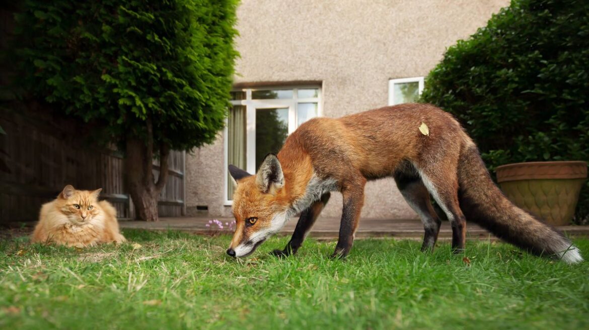 Cats and foxes will avoid gardens when fences are sprayed with cheap solution Devon Live