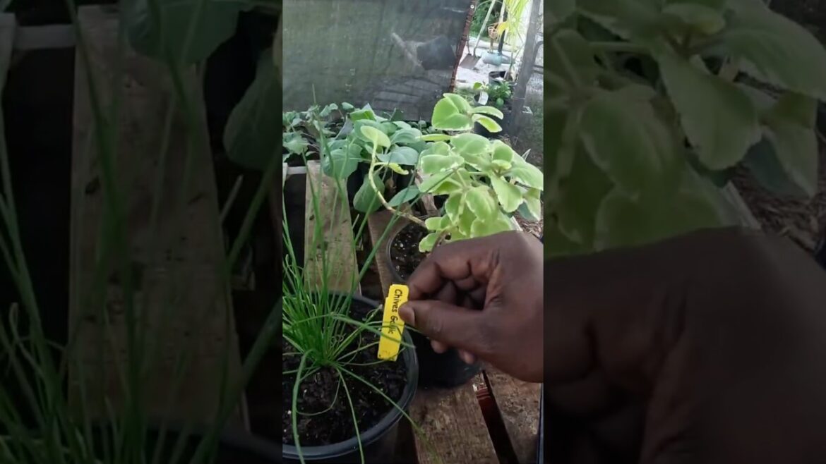 6 Cabbage Plants for UNDER $4?! Garden STEAL! Mexican Mint and Garlic Chives!