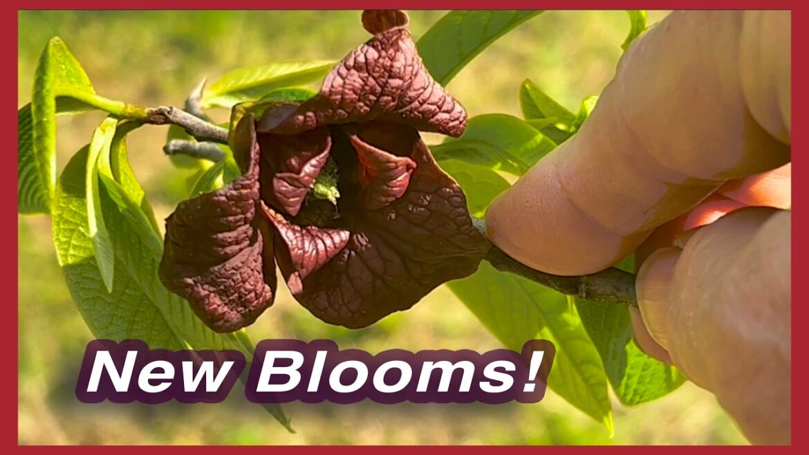Kaye Kittrell: Impromptu Update (Spot’s close call, boiling ants, new blooms!) Impromptu Update (Spot's close call, boiling ants, new blooms!)