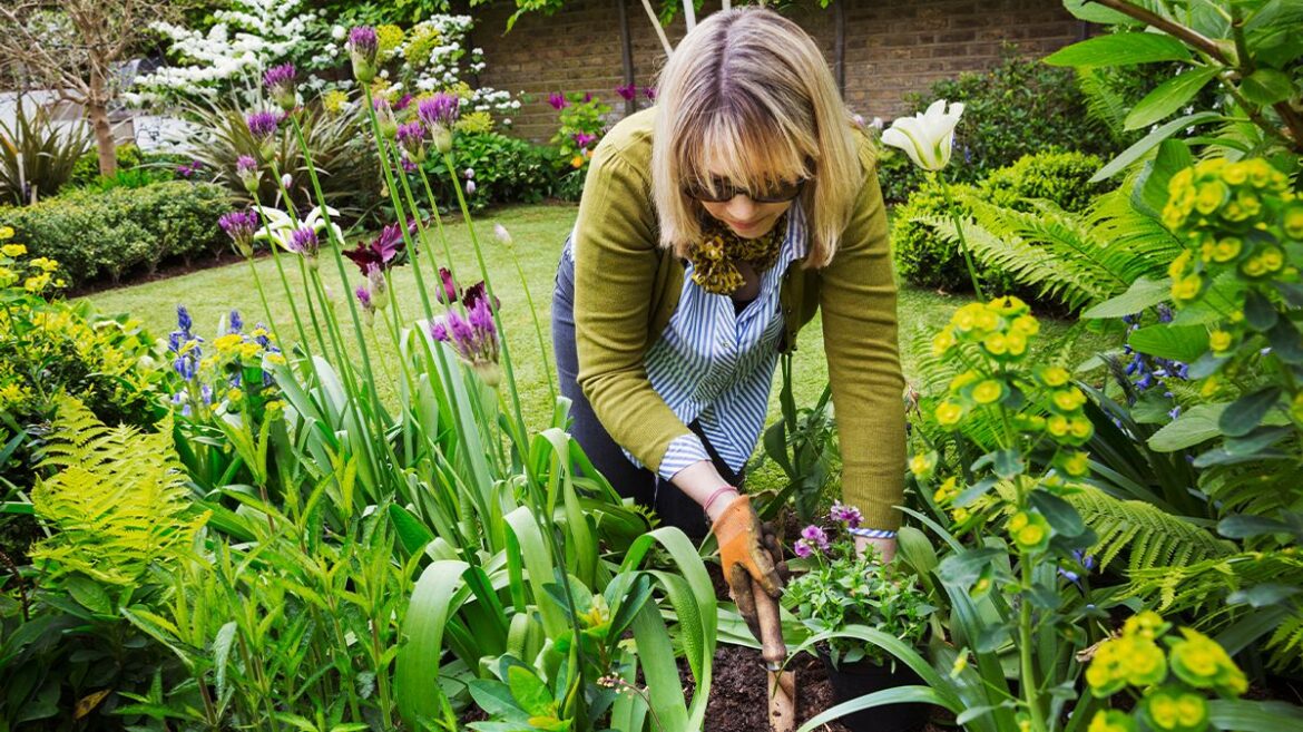 Gardening expert’s simple tip to grow plants ‘without spending a penny’ Devon Live