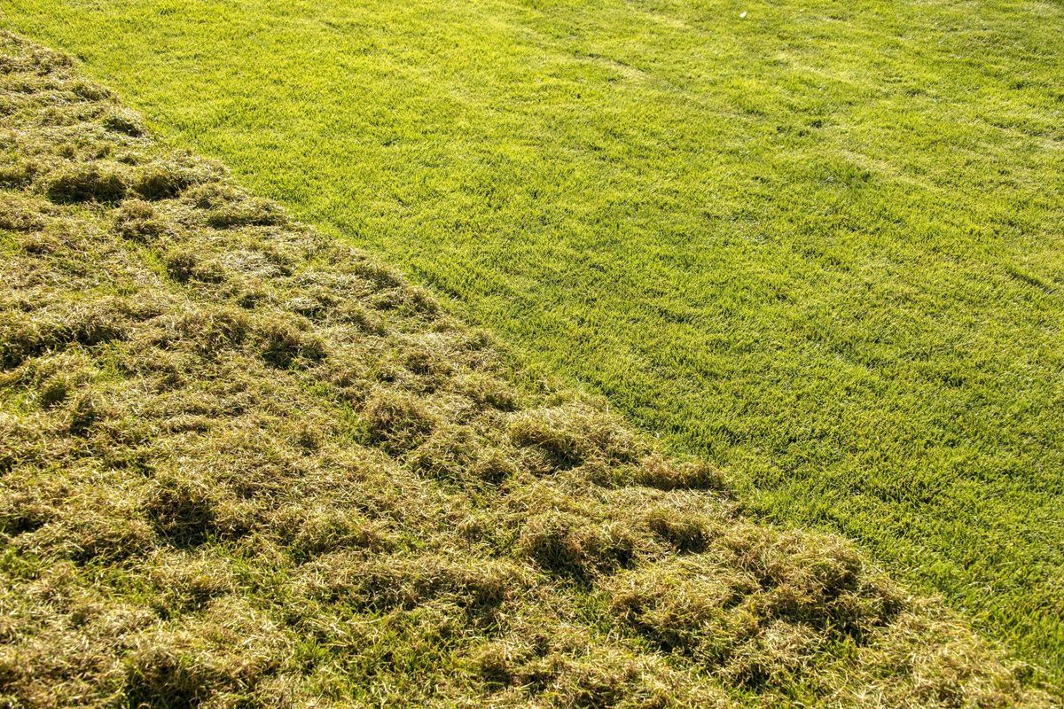 Lawn Scarification and Aeration Treatment. Lawn after scarification. Gardening