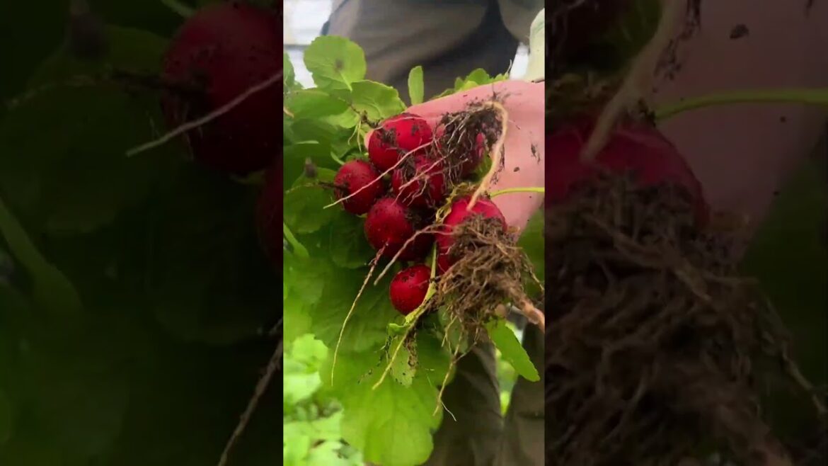 Planting Radishes in Waves for Continuous Harvests Planting Radishes in Waves for Continuous Harvests