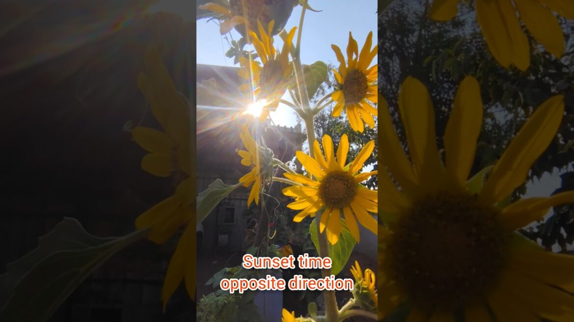 Multi-head sunflowers variety Heirloom Lemon Queen #shortsfeed #shorts #gardening #plantcarentips