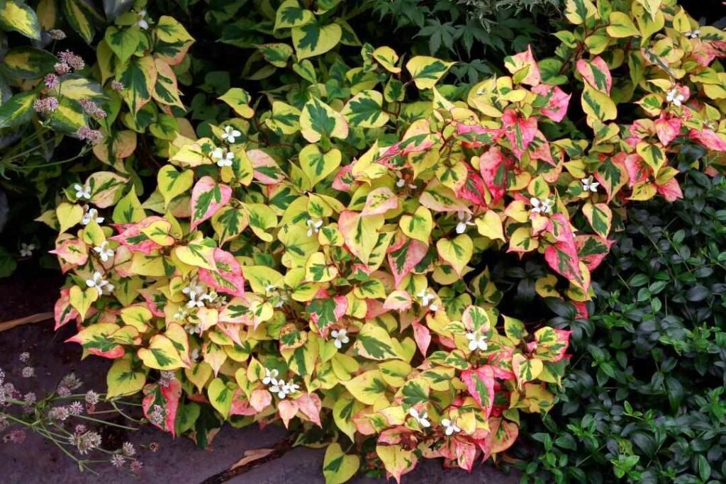 7 Perennials You’ll Regret Planting In Your Garden Southern Living
