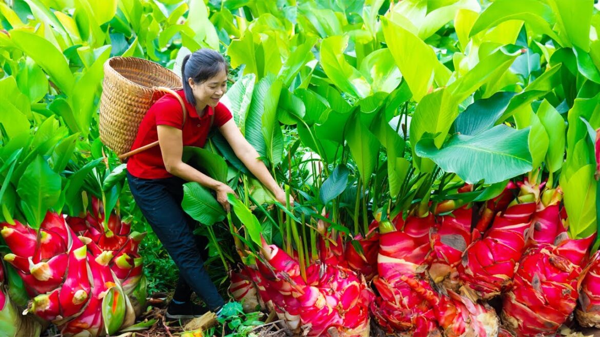 How To Harvest Edible Canna Rhizome Goes To Market Sell | Gardening And Cooking | Lý Tiểu Vân