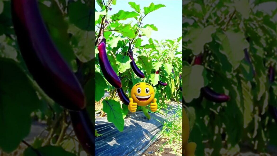 The Genius Two Step Eggplant Hack! 🍆🌾 #farming #gardening #tips The Genius Two Step Eggplant Hack! 🍆🌾 #farming #gardening #tips