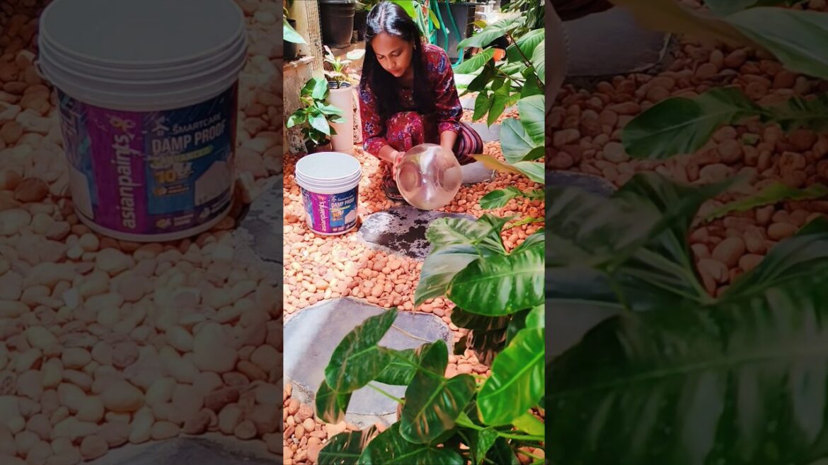 Easy tip for peacelilly plant #shorts #peacelilly #garden #gardenideas