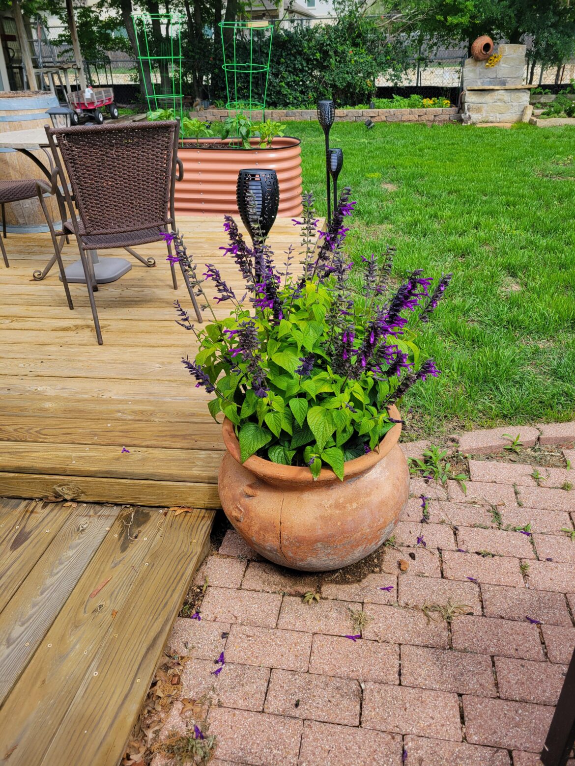 First time growing Salvia