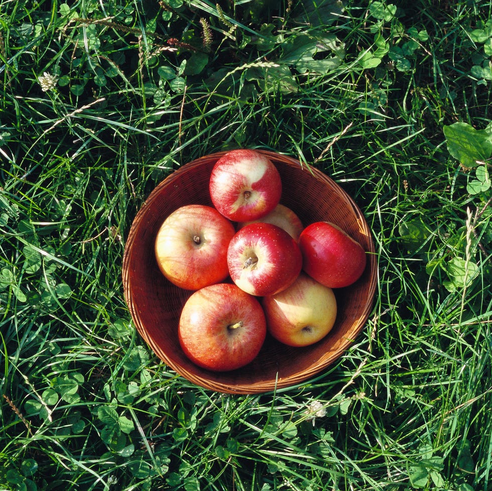 Basket of apples, high angle view reason leave apples in garden