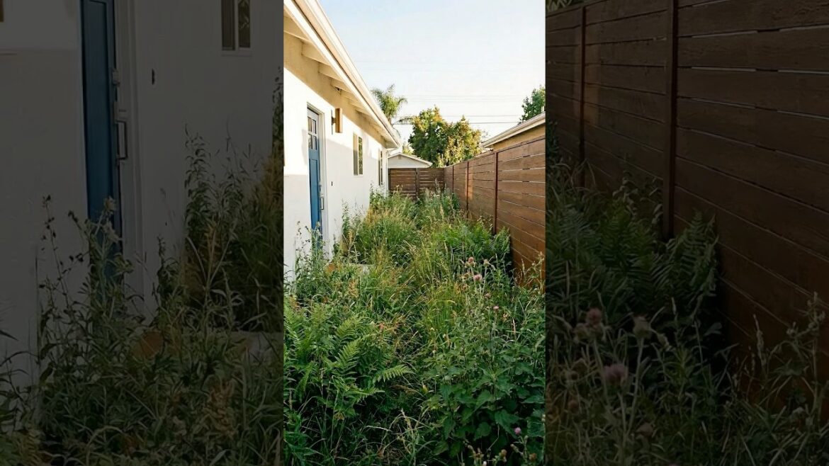 Overgrown Side Yard to Modern Path 🪨 Overgrown Side Yard to Modern Path 🪨