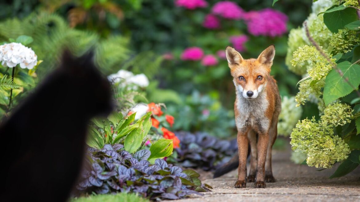 Keep foxes and cats out of gardens with ‘effective’ homemade humane solution Glasgow Live