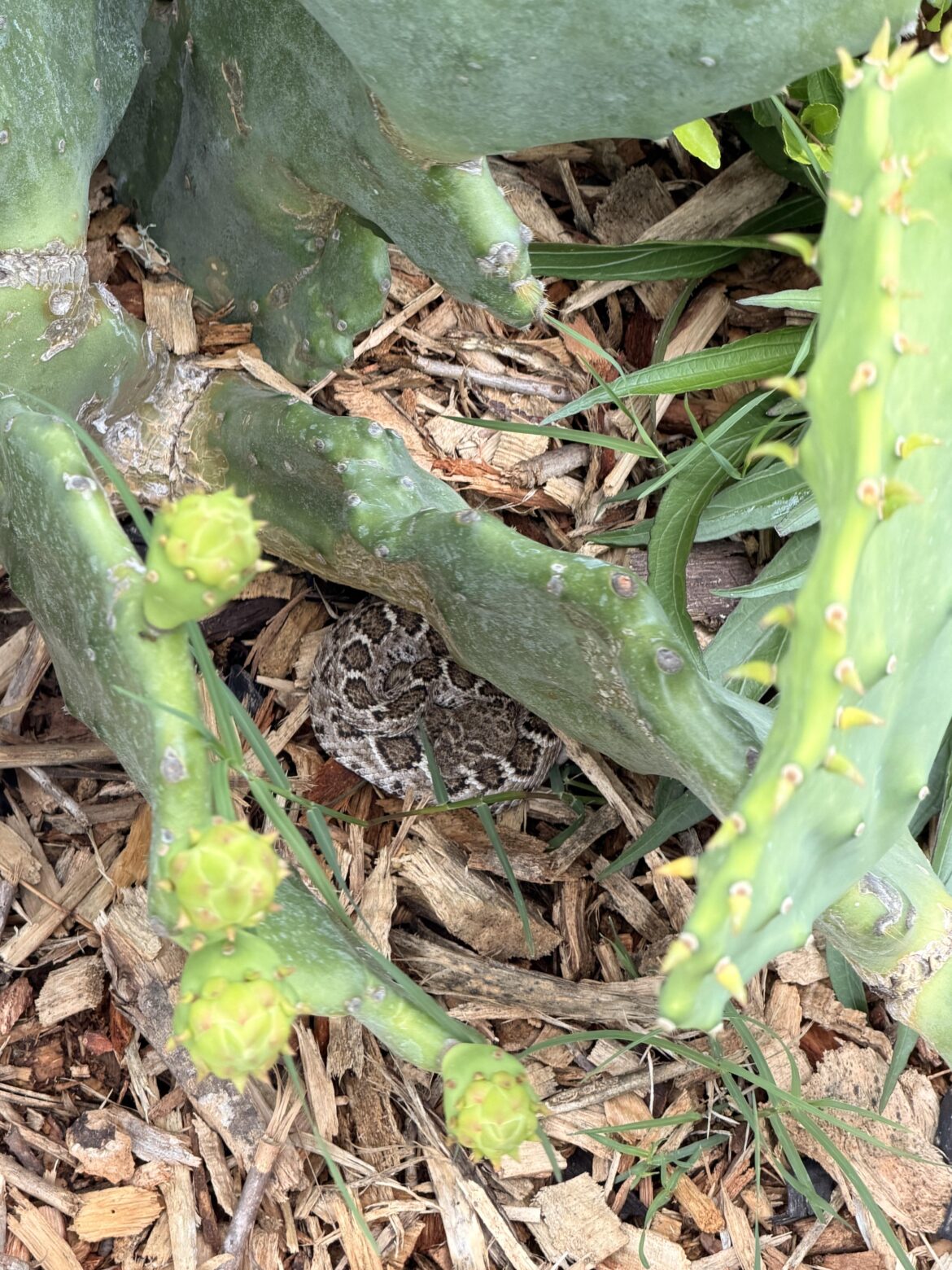 Keep an eye out, thanks to all the rain.