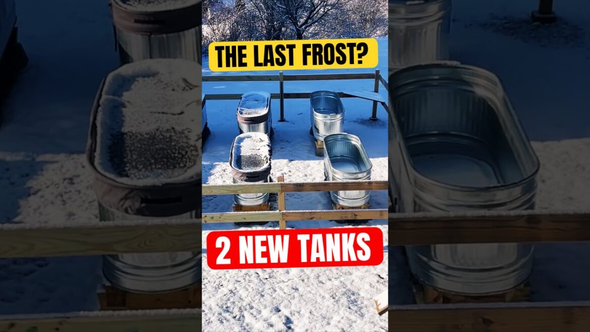 Stock Tank Install / Container Garden
