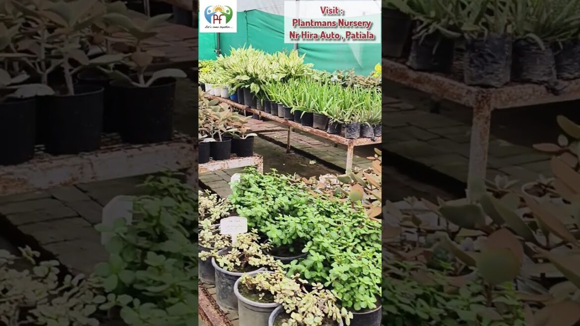 Go Green with New Plant's