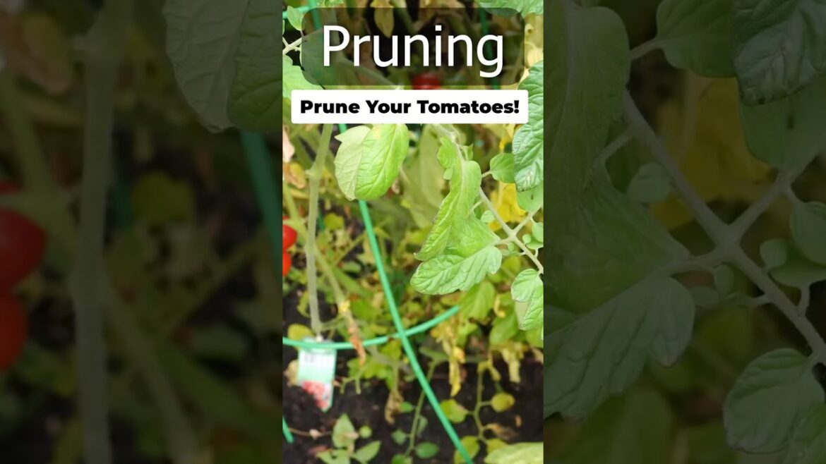 California Gardening: Tomato Plant Care: Remove Yellow Leaves & Suckers! π
βοΈ Tomato Plant Care: Remove Yellow Leaves & Suckers! π
βοΈ