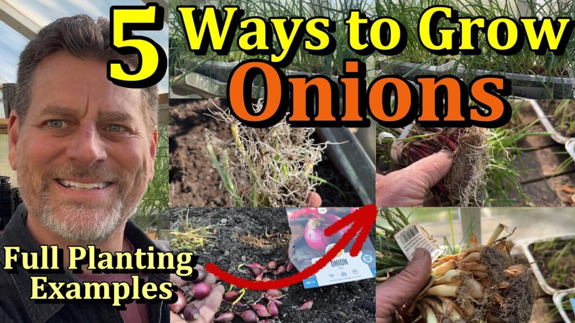 Gary Pilarchik: 5 Ways to Grow Onions in Your Garden – Planting Examples & Full Details 5 Ways to Grow Onions in Your Garden - Planting Examples & Full Details