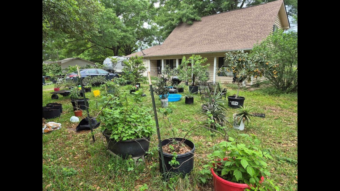April Fruit and Vegetable Container Garden Tour Texas Zone 9a Part 1