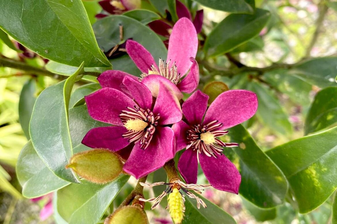 14 Full-Sun Perennials Gardening Pros Always Recommend Southern Living