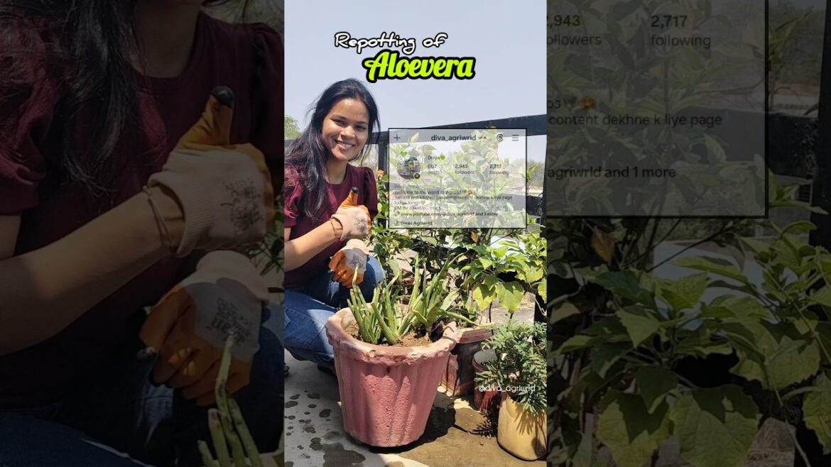 Repotting of Aloevera plant | Baby plants of Aloevera Shifting✅#diva_agriwrld #garden #plants#shorts