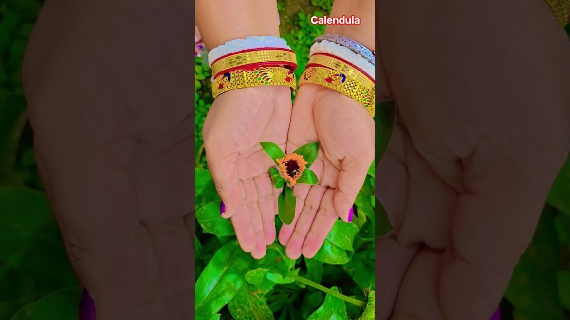 ফুল নিয়ে টিকটক #gardening #youtubeshorts #UpdateGardening #garden #youtubeshort #flowers #rose ফুল নিয়ে টিকটক #gardening #youtubeshorts #UpdateGardening #garden #youtubeshort #flowers #rose