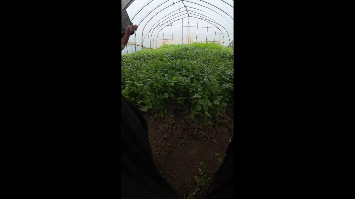Vegetable gardening