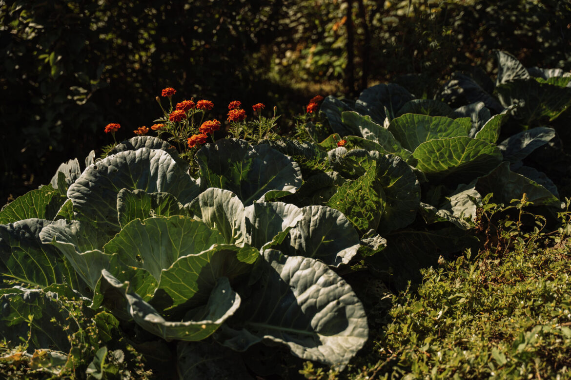 Flowers can live in the vegetable garden Designing a vegetable garden that supports pollinators has the potential to increase garden productivity and improve the ecology of the home landscape.