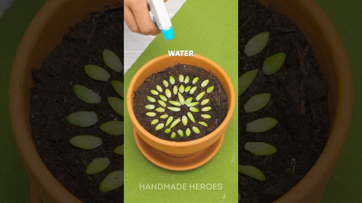POV: You finally try all the viral gardening tips POV: You finally try all the viral gardening tips