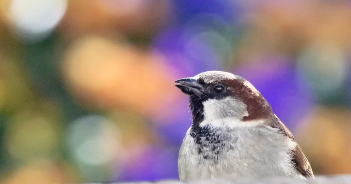 House Sparrow tops Big Garden Birdwatch 2026 House Sparrow tops Big Garden Birdwatch 2026