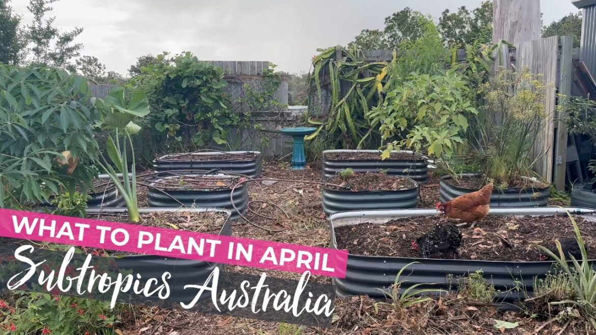 What to plant in April – Australia Subtropical Vegetable Garden What to plant in April - Australia Subtropical Vegetable Garden