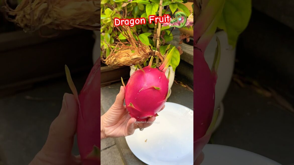Fruit Cutting Dragon Fruit from our garden 😱 #shorts #satisfying #fruit #enjoy #garden