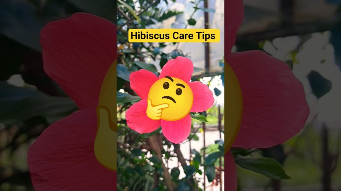 Hibiscus Care Tips π€πͺ΄ #hibiscus #trending #garden Hibiscus Care Tips π€πͺ΄ #hibiscus #trending #garden