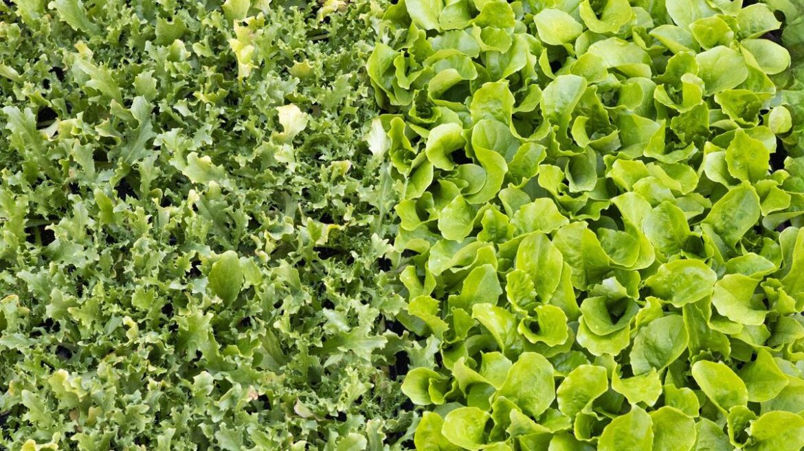 Gardening expert says planting one thing will ‘save a small fortune’ and ‘grows fast’ Devon Live