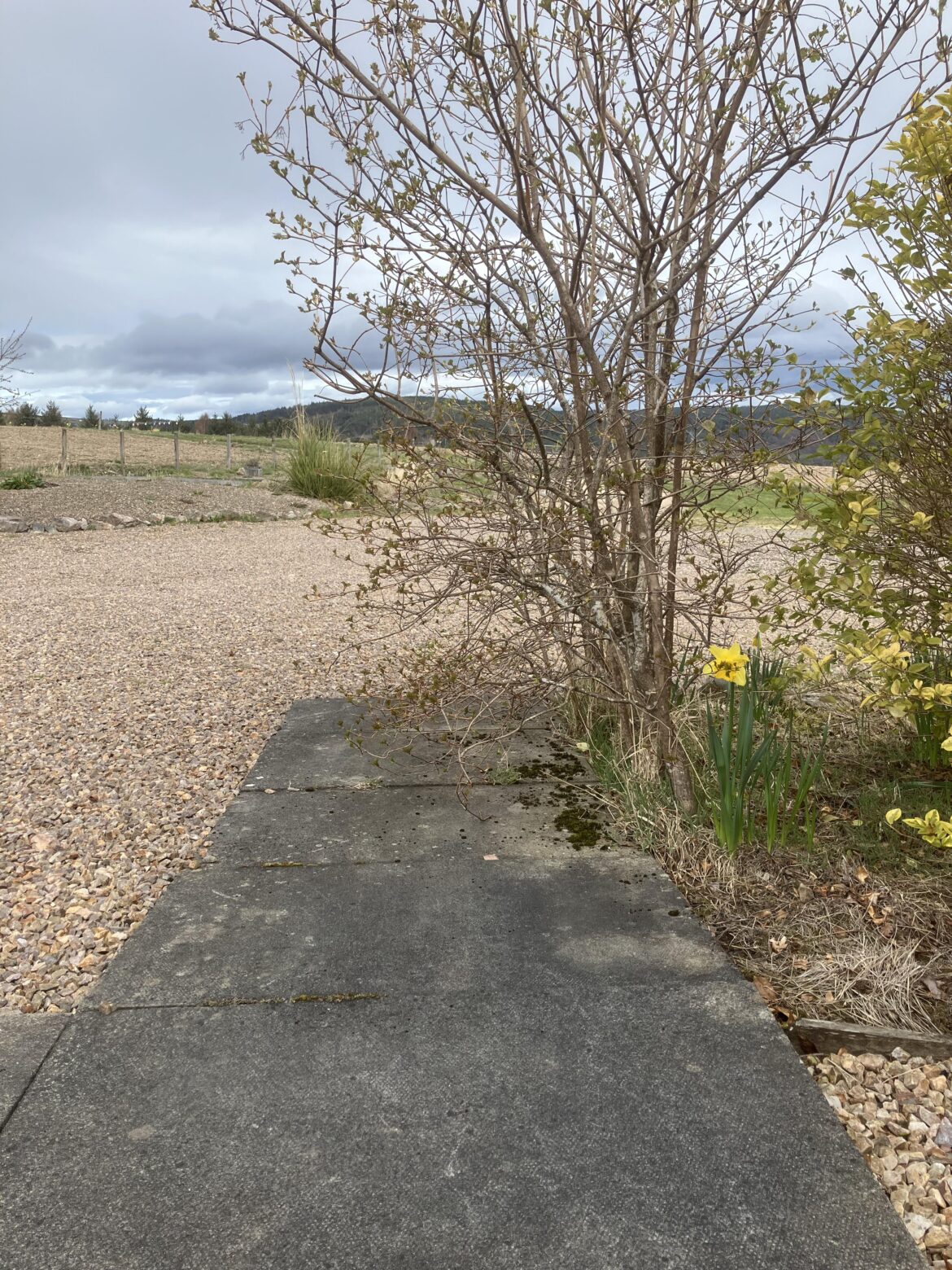 Tree right next to the sidewalk. What are my options?