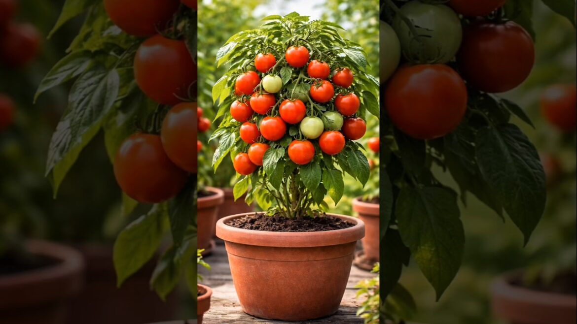 “1 Pot = Unlimited Tomatoes 🍅🔥 | Balcony Gardening Hack #Shorts”