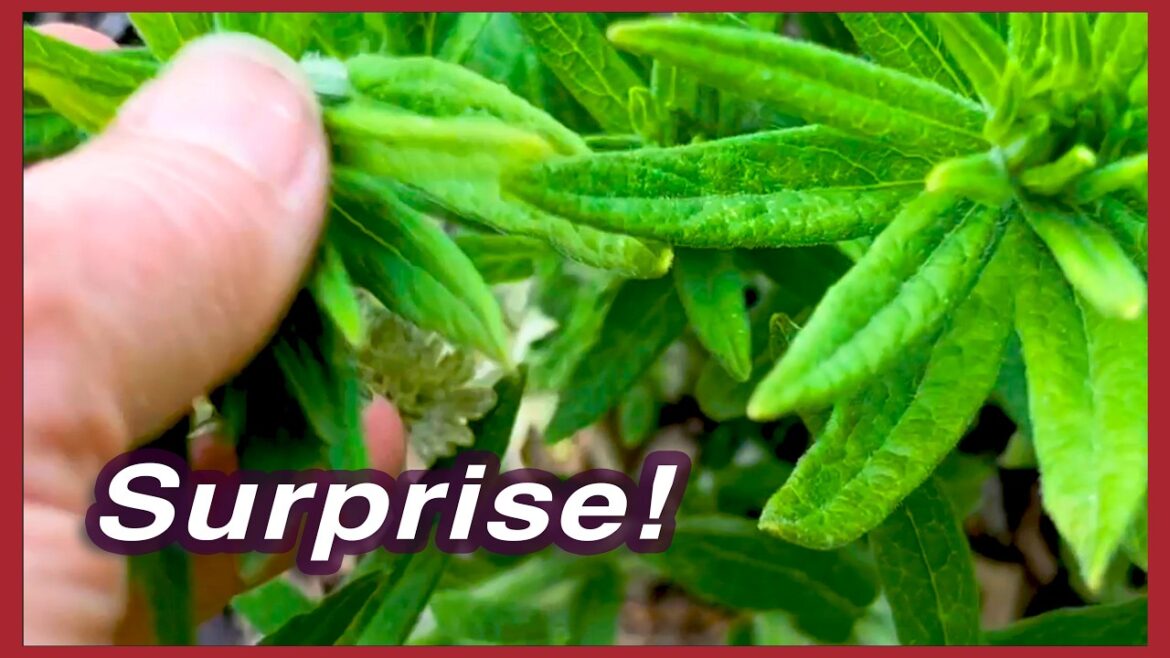 Impromptu April Garden Update | Part 2 (I love perennials!!)