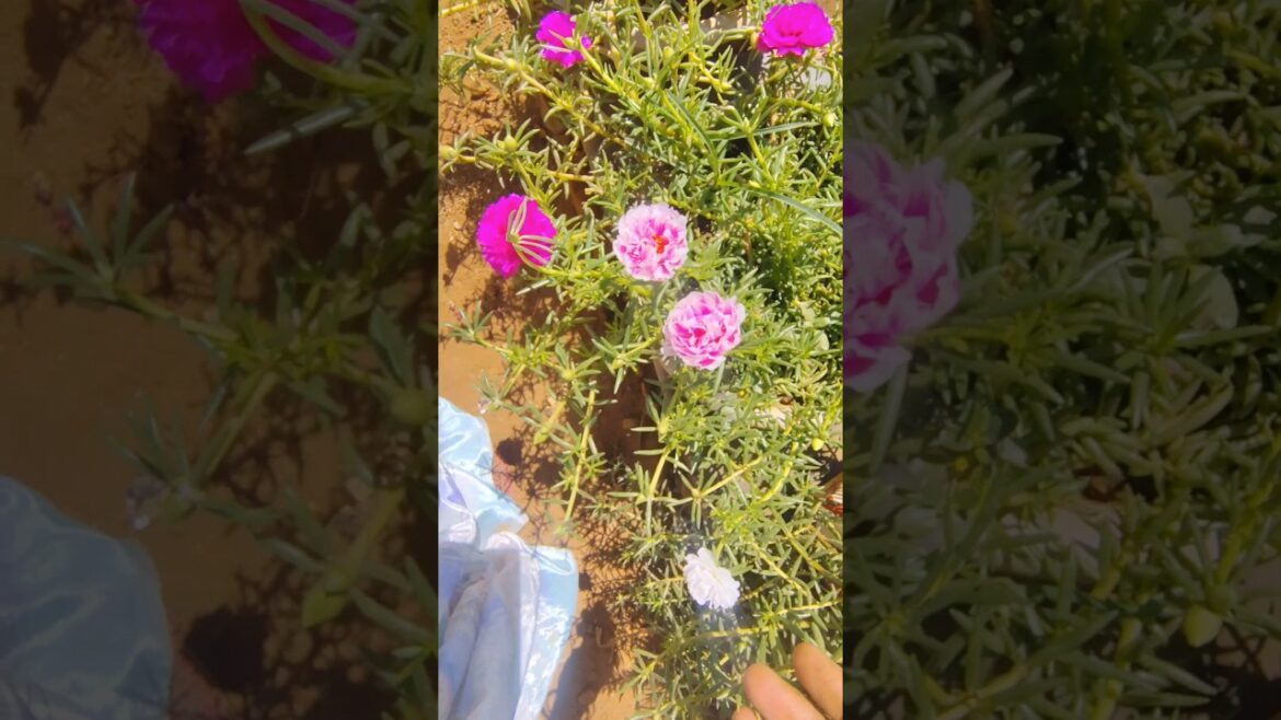पुर्तुलाकाके पौधेपर ढेरों फूल कैसे पाएं? #portulaca #shortfeed #shorts #gardening  #plantcaretips