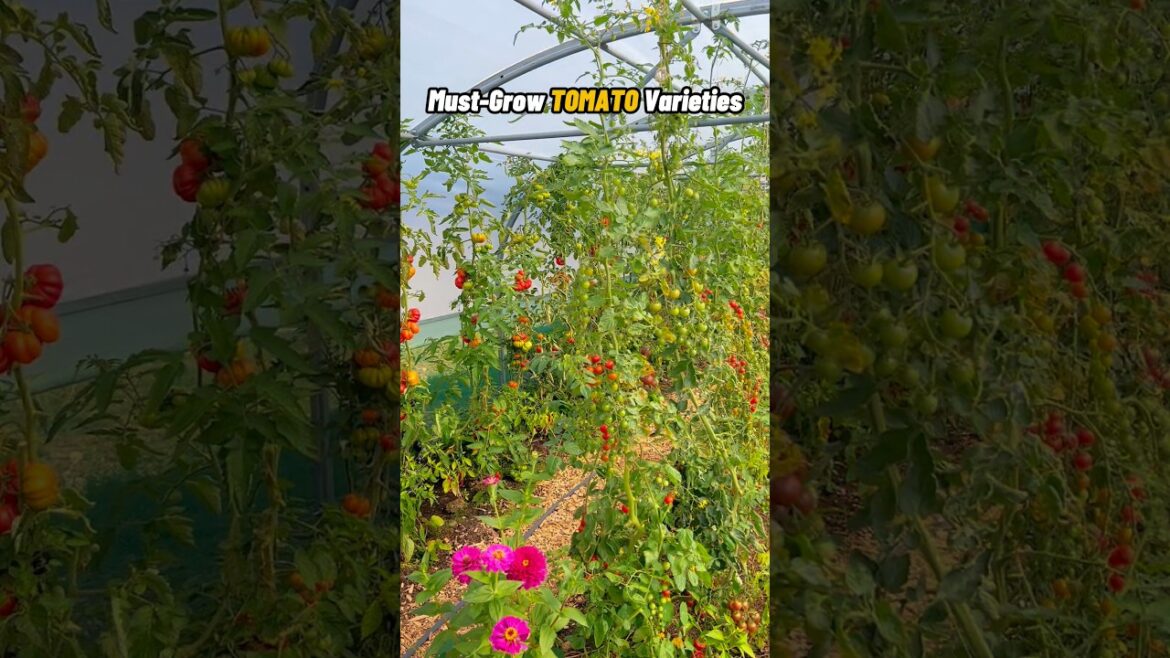 Must Grow Tomato Varieties, what are Yours? #gardeningtips #vegetablegarden