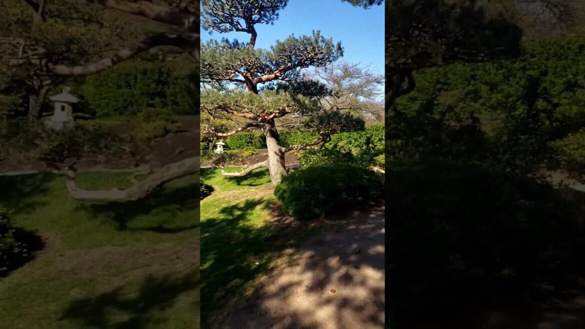 Exploring Tranquility: Japanese Garden at Chicago Botanic Garden | Spring 2025 #JapaneseGarden Exploring Tranquility: Japanese Garden at Chicago Botanic Garden | Spring 2025 #JapaneseGarden