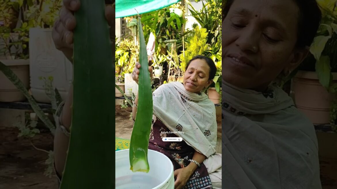 Make Clear Aloe Vera Gel At Home🔥Hack✨ #ashasgardenstory#shorts