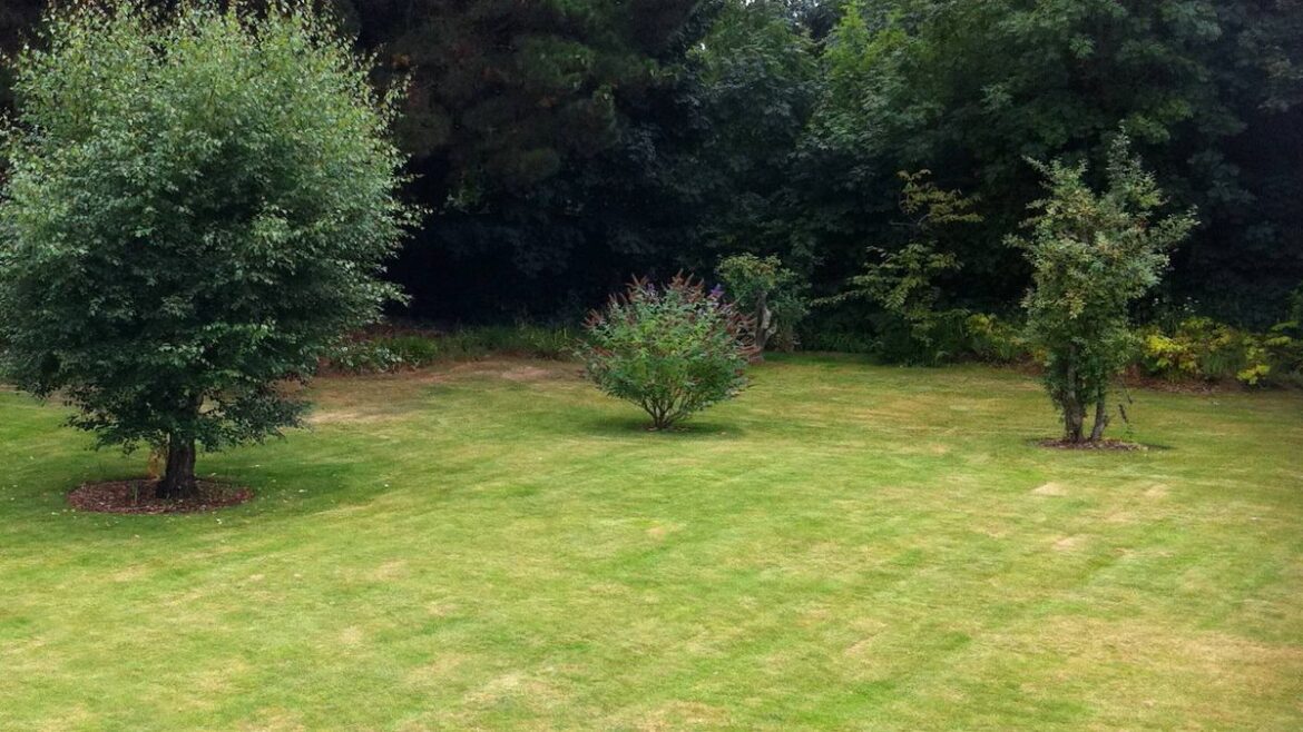 Lawns will never have bald patches if you do 1 simple task gardening experts approve of Daily Mirror