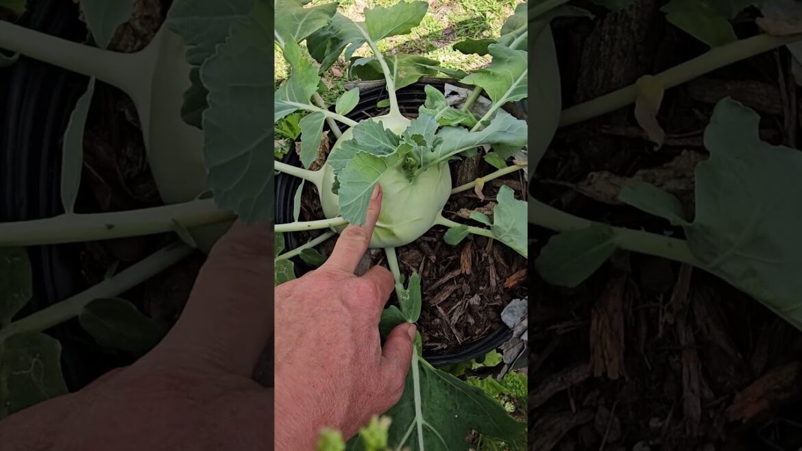 Fast, Easy, No Pests — The Best Vegetable to Grow #BestGardenDreams