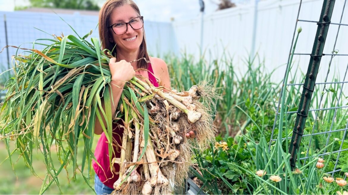I Grew A Year Supply of Garlic in my Small Backyard Garden I Grew A Year Supply of Garlic in my Small Backyard Garden
