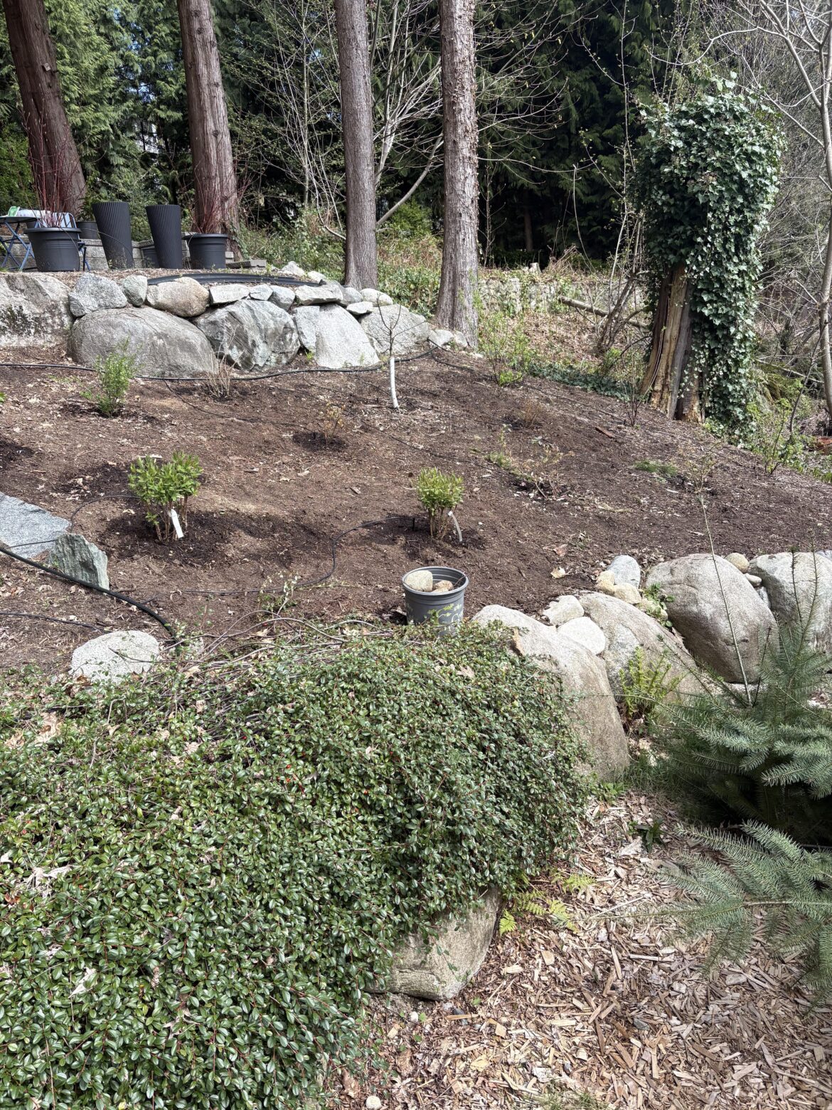 What would you plant down on the rocks?