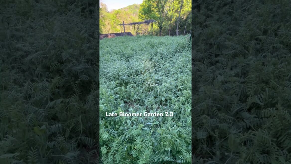 I made a decision 🎬 #gardening #garden #growyourownfood