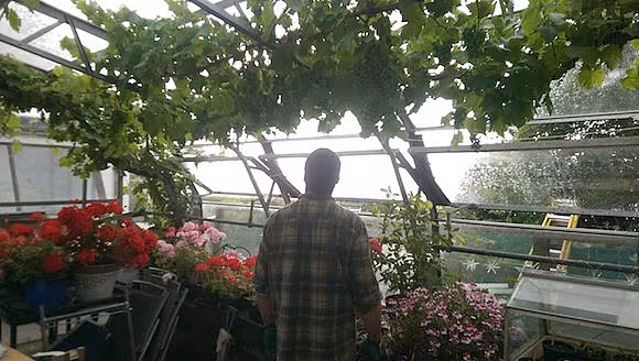 The Vinery in Paddys Garden
