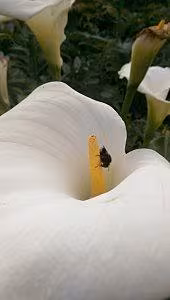 Bees in Paddy's garden